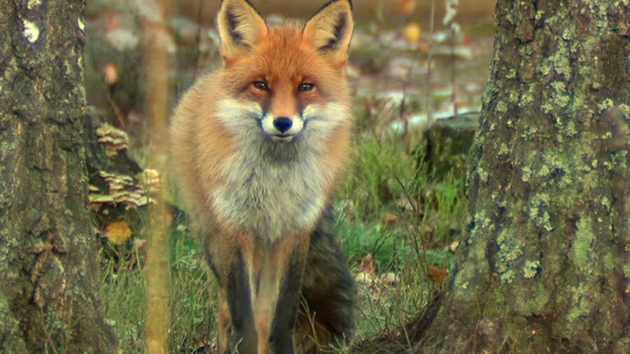 અમરેલીમાં શિયાળાનો હુમલો: 3 ઘાયલ, 1 ગંભીર 3 Amreli Fox Attacks 1.jpg