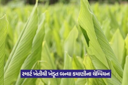 Organic turmeric farming with sugarcane 1