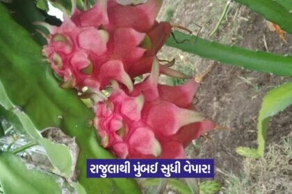 Dragon fruit farming in Gujarat 1