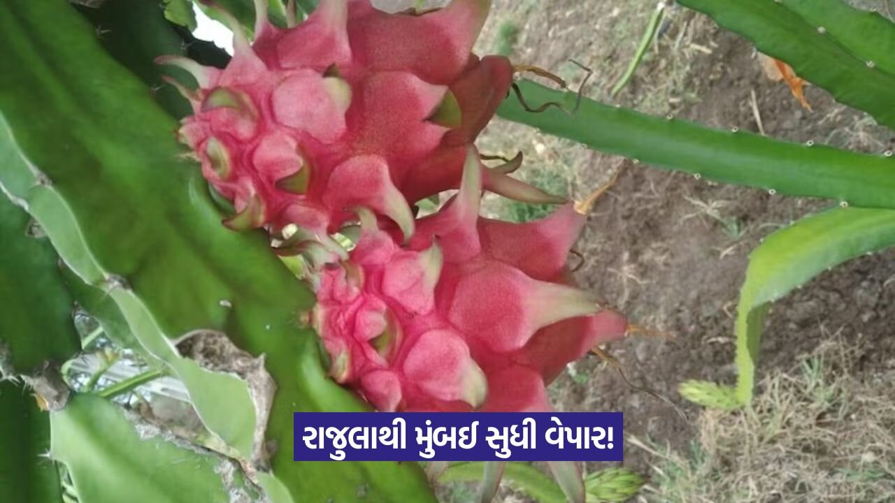 Dragon fruit farming in Gujarat 1.jpg