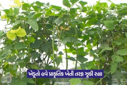 Natural Farming in Gujarat 2