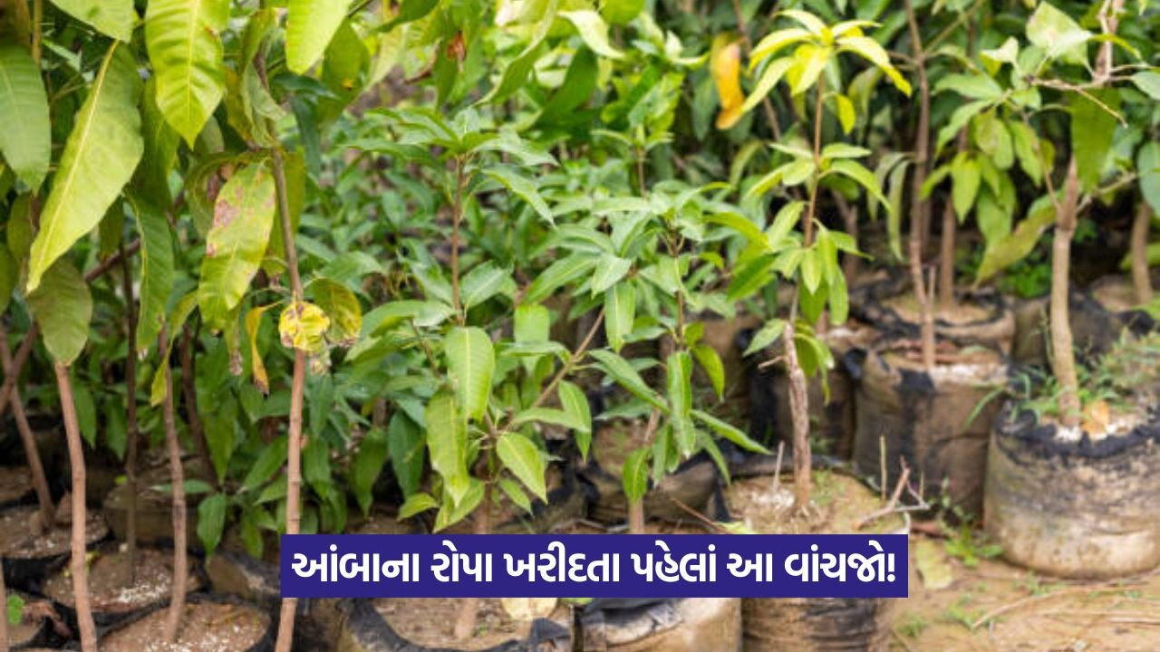 Mango Sapling.jpg
