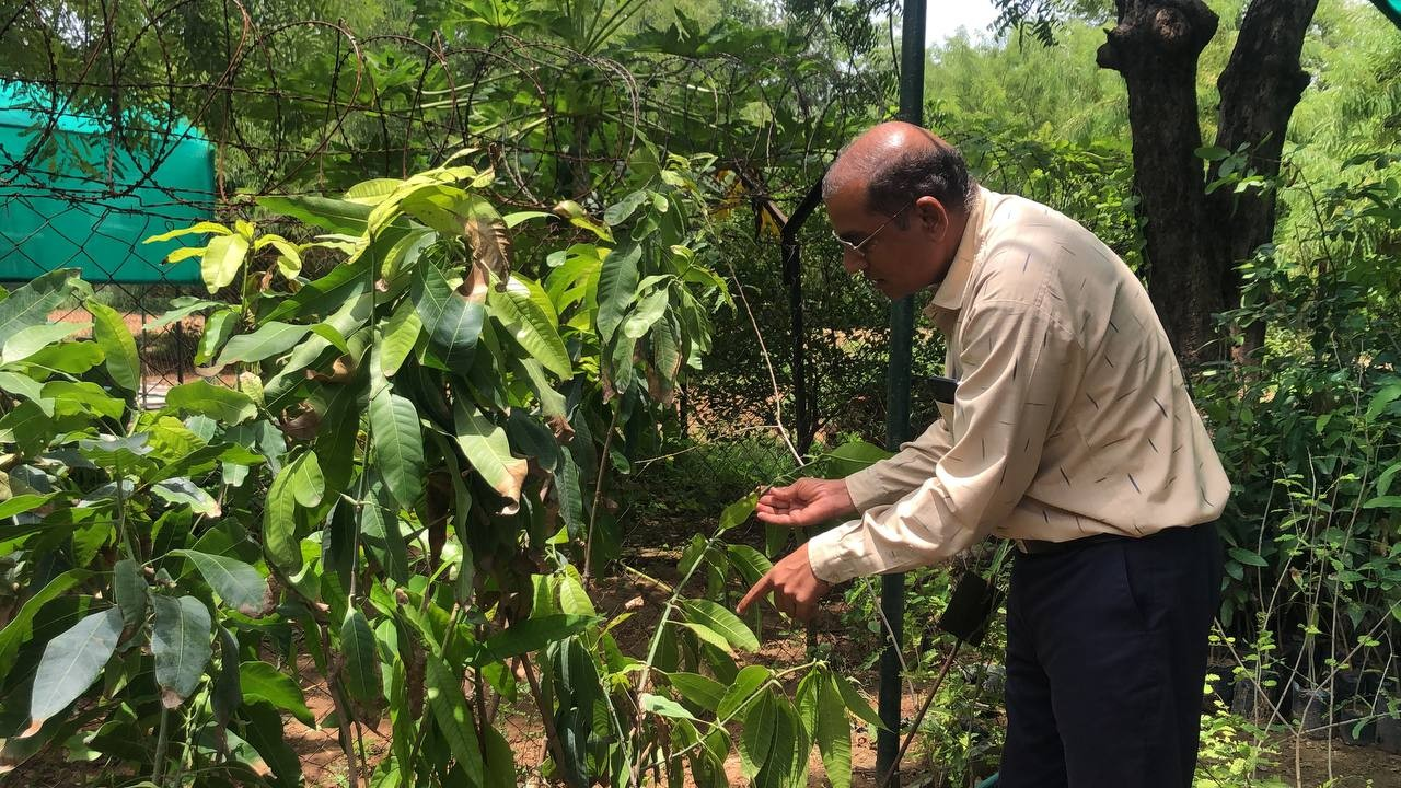 આંબાના રોપા ખરીદી વખતે રાખો ખાસ તકેદારી 2 Mango Sapling.png