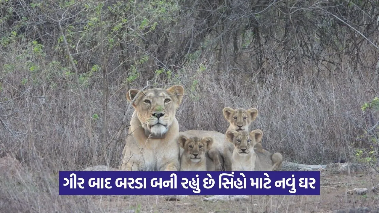 Gir 0908.jpg