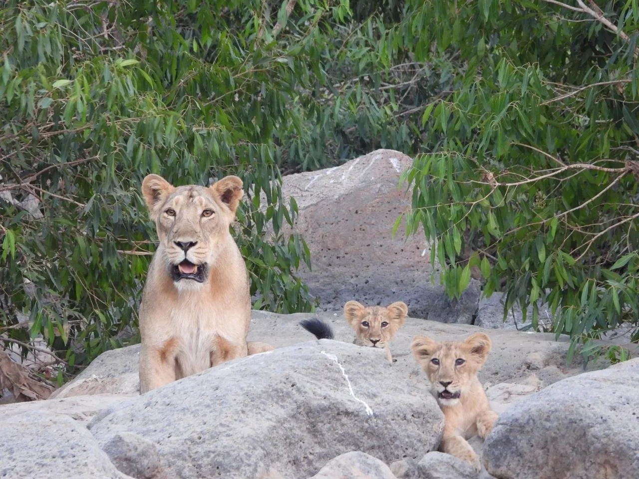 WhatsApp Image 2025 08 08 at 2.25.00 PM