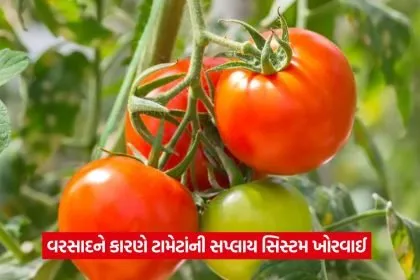 tomato 13
