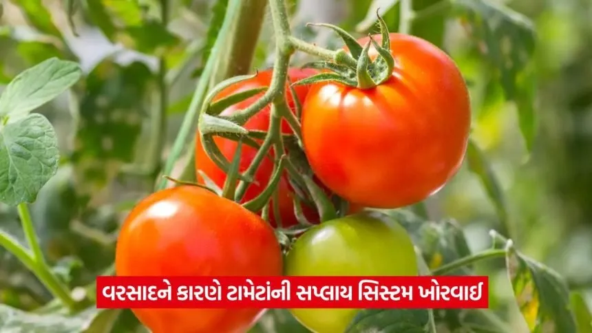 tomato 13