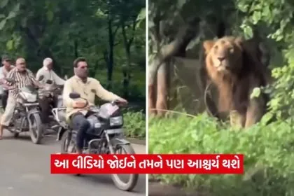 lion