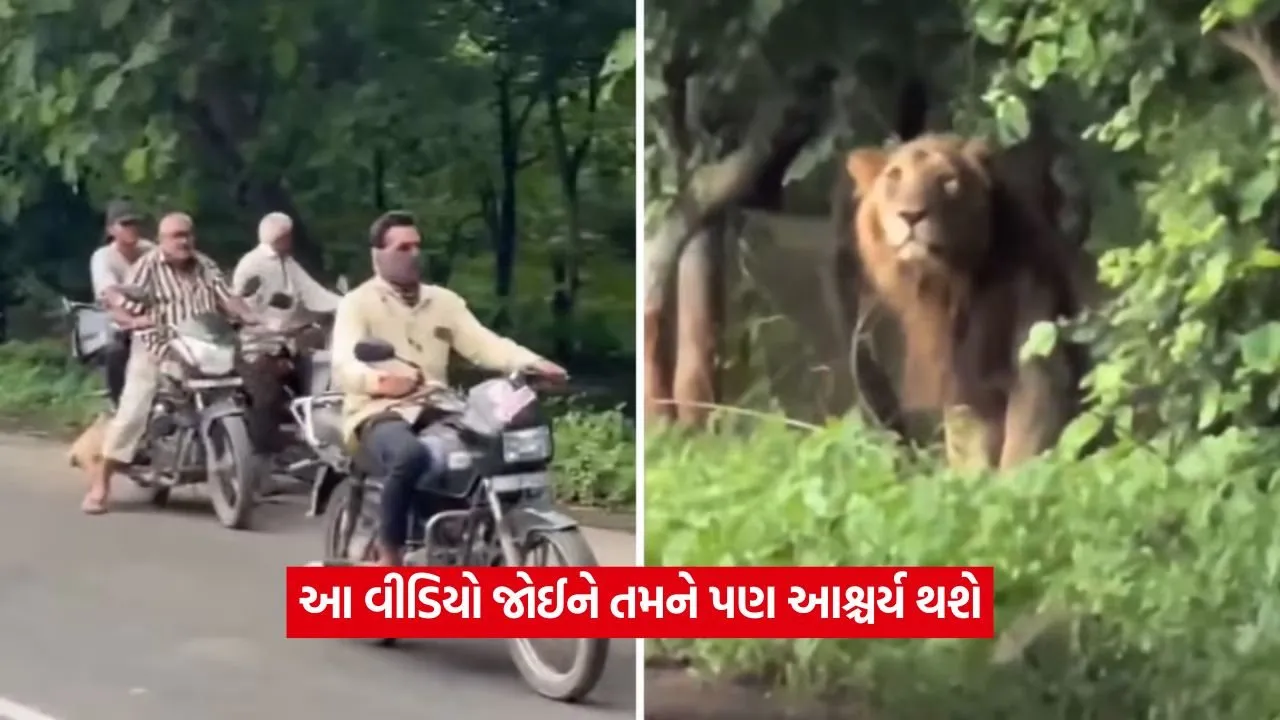 lion.jpg