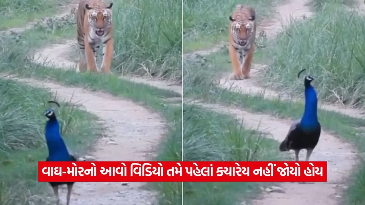 Video: એક જ ફ્રેમમાં રાષ્ટ્રીય પ્રાણી અને પક્ષી, આ વીડિયોએ દિલ જીતી લીધા! 22 video 1.jpg