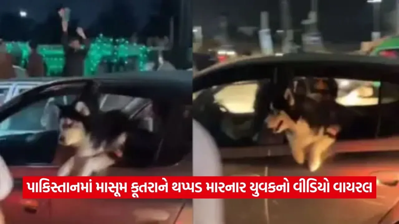 Video: બાઇક પર આવેલા યુવકે માસૂમ સાઇબેરીયન હસ્કીને માર્યો થપ્પડ, વીડિયો થયો વાયરલ 20 quta.jpg