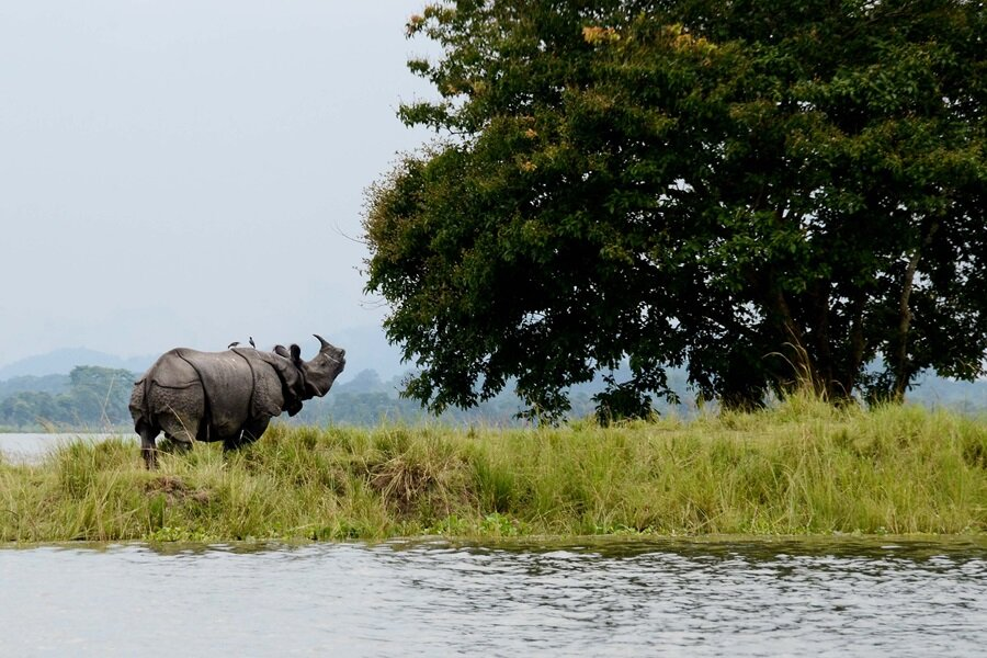 kaziranga.jpg