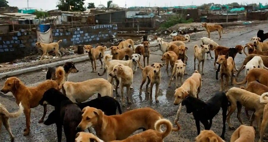 ગુજરાતનું કુતરા મોડેલ પણ છે 2 Dog.jpg