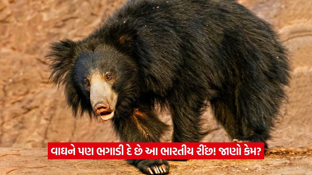 bhalu.jpg