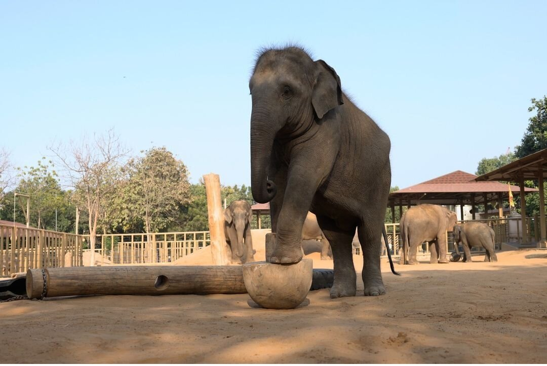 પ્રાણીઓની આયાત અને મની લોન્ડરિંગના આરોપો - સત્ય શું છે? 2 vantara 13.jpg