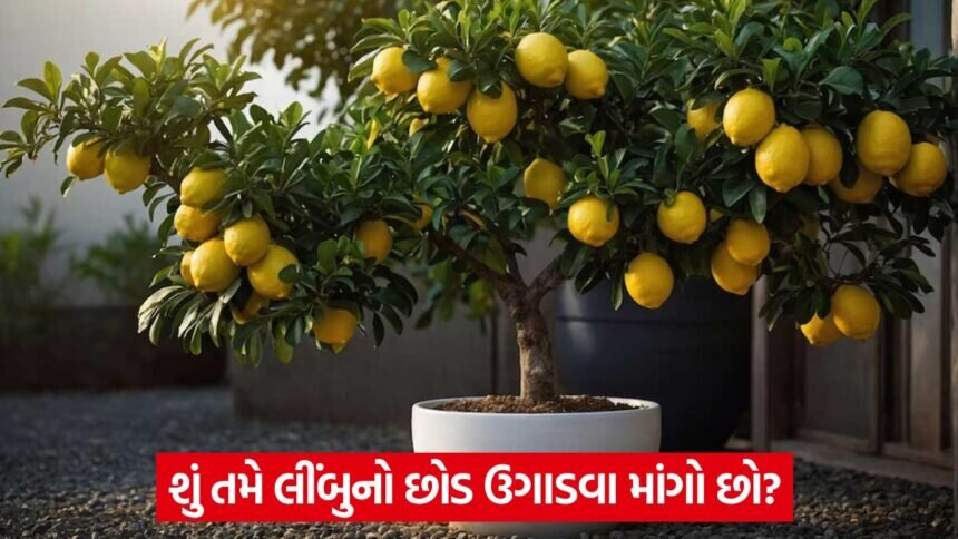 lemon 34