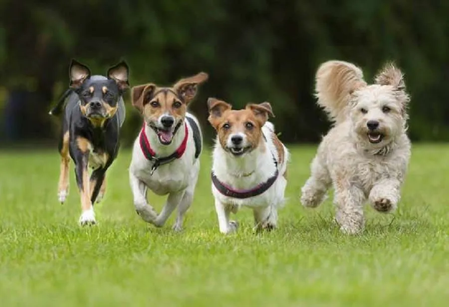 ગુજરાતનું કુતરા મોડેલ પણ છે 3 pet dog.jpg