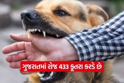 dog 0609