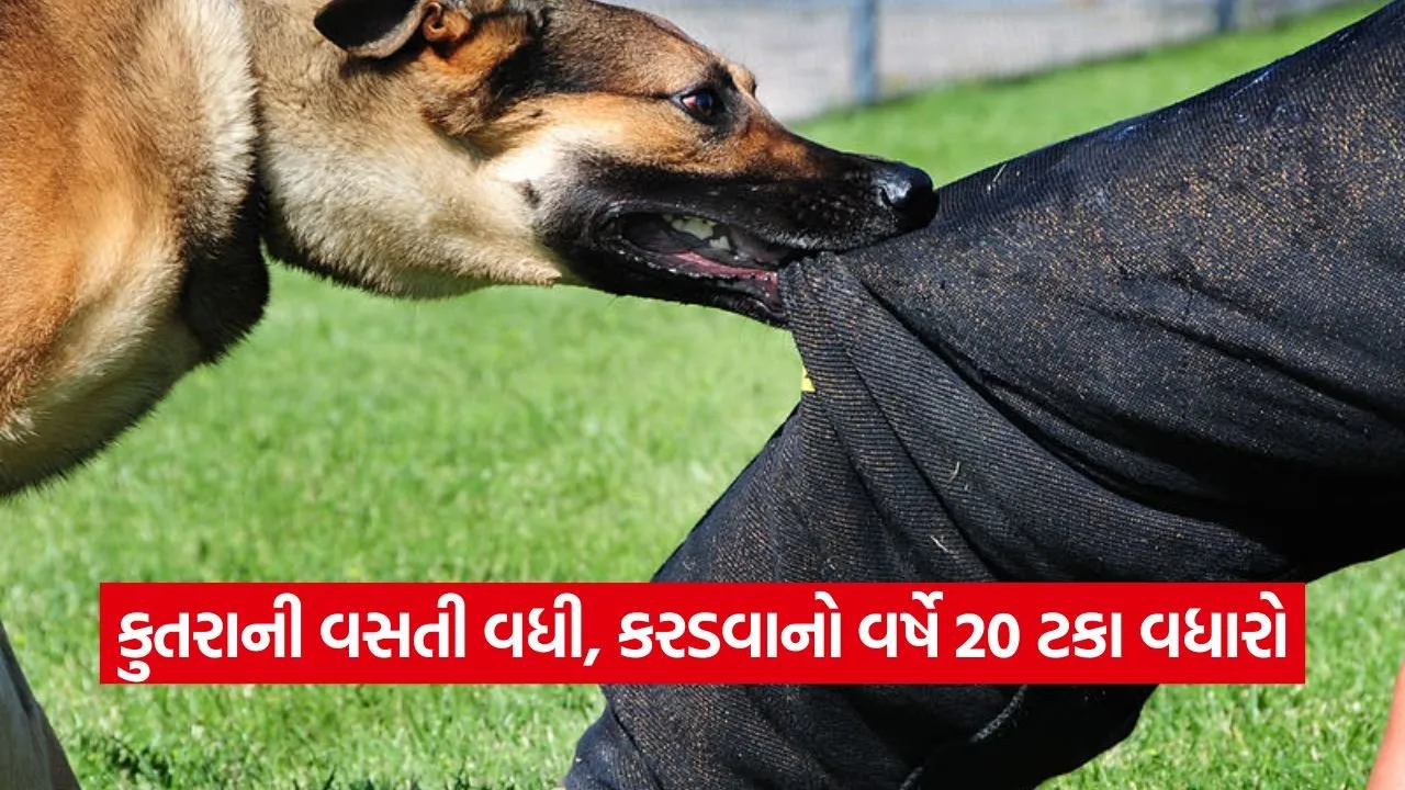કુતરા કરડતા રોકવા લોકોના નાણાંનું ખસીકરણ કરતી સરકાર 23 dog 0809.jpg