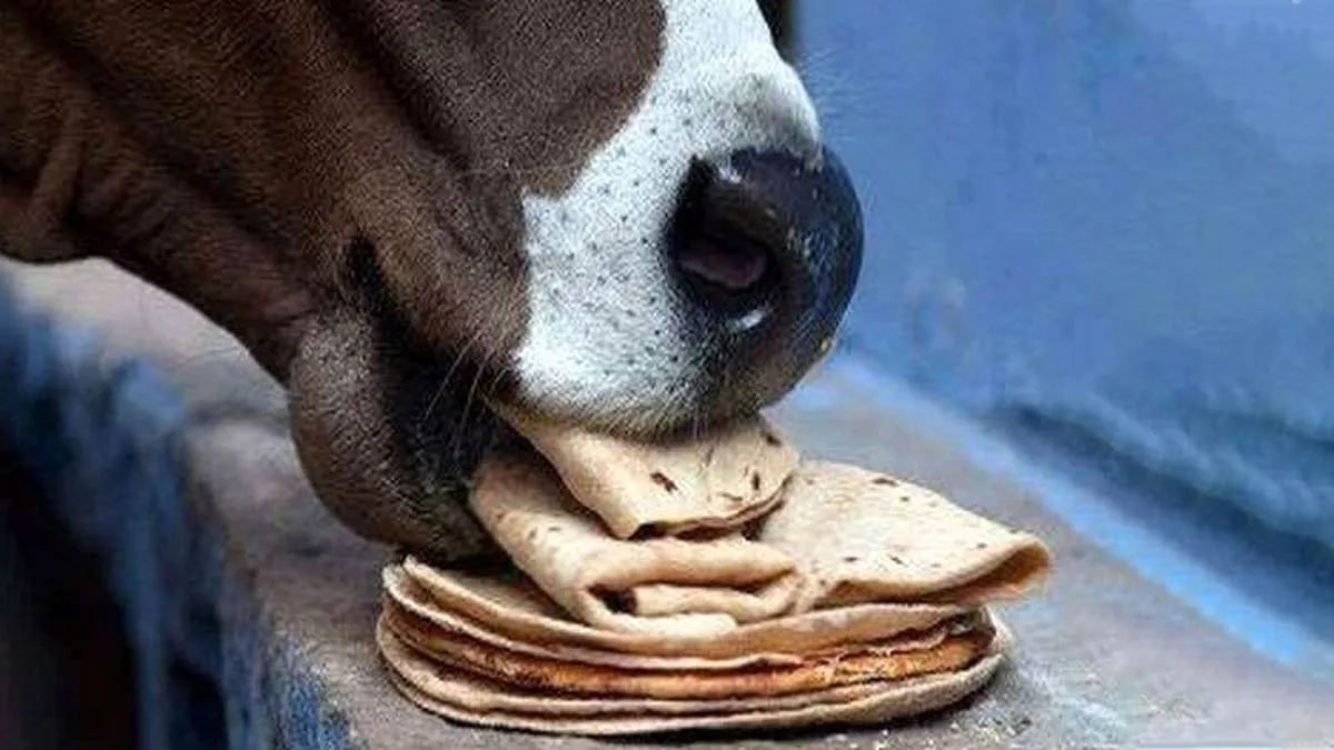 પિતૃ પક્ષ 2025: જો શ્રાદ્ધમાં કાગડા ન મળે તો પૂર્વજોને ભોજન કેવી રીતે કરાવવું? 2 cow 1009.jpg