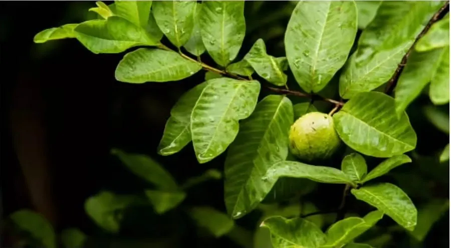 શું તમે ડાયાબિટીસથી પીડાઈ રહ્યા છો? જામફળના પાનનો આ રીતે ઉપયોગ કરો અને બ્લડ સુગરને કંટ્રોલ કરો 3 guva.jpg