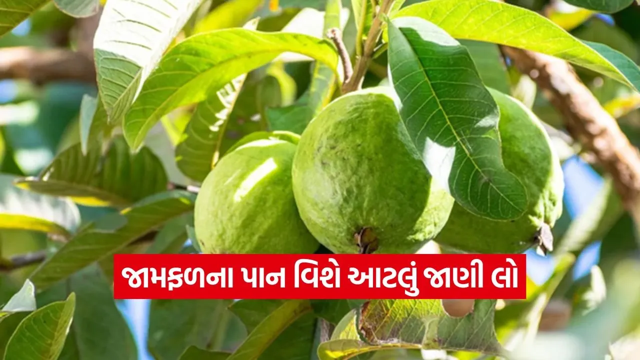 શું તમે ડાયાબિટીસથી પીડાઈ રહ્યા છો? જામફળના પાનનો આ રીતે ઉપયોગ કરો અને બ્લડ સુગરને કંટ્રોલ કરો 22 guva2.jpg