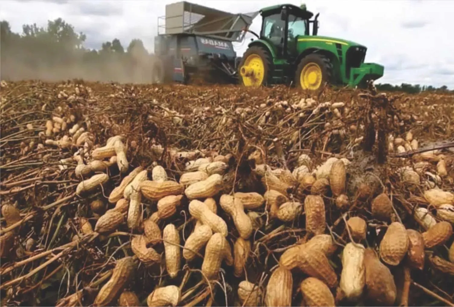 કચ્છ જિલ્લામાં ટેકાના ભાવે પાકની ખરીદી માટે નોંધણીની સમયમર્યાદા લંબાવાઈ 3 Peanut.jpg