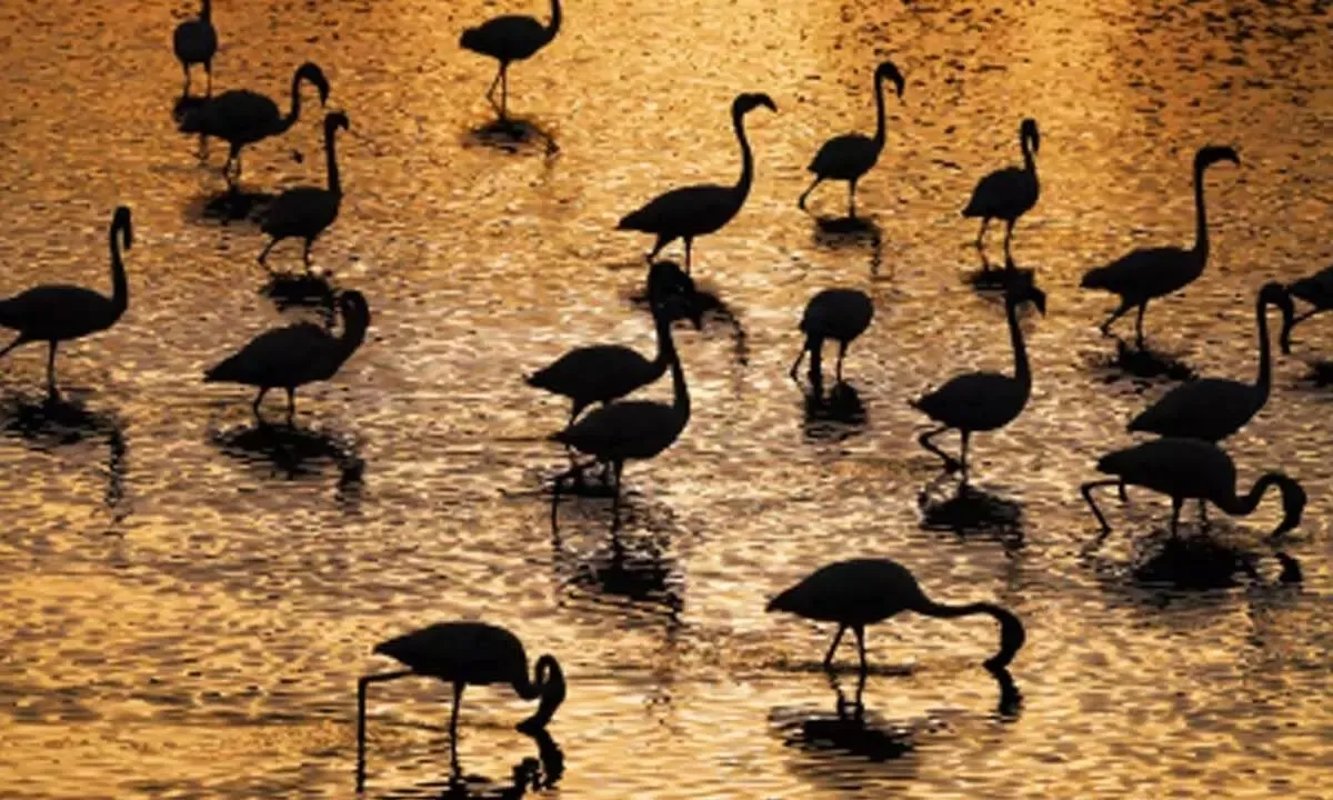 ગુજરાત બન્યું પક્ષીઓનું સ્વર્ગ: રાજ્યમાં 18-20 લાખ પક્ષીઓની વસ્તી અને રામસર સાઈટ્સનું મહત્વ 2 Bird.jpg