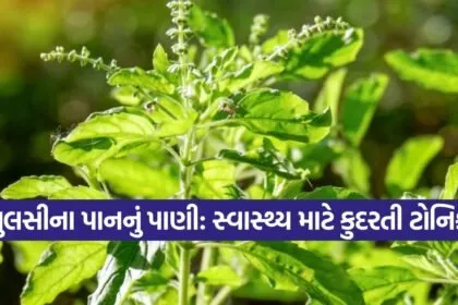 tulsi 2309