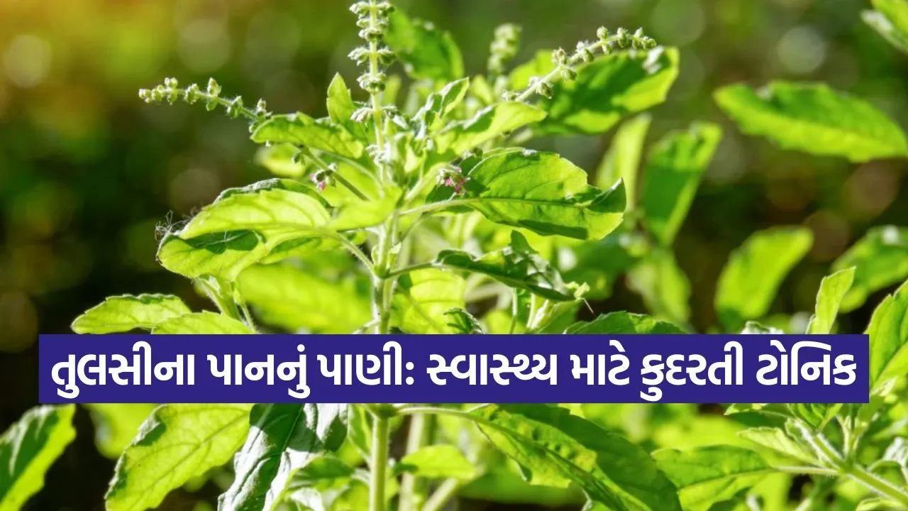 tulsi 2309.jpg