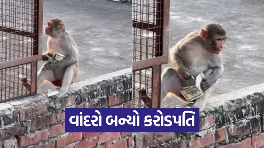 monkey 2