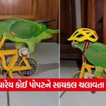 parrot