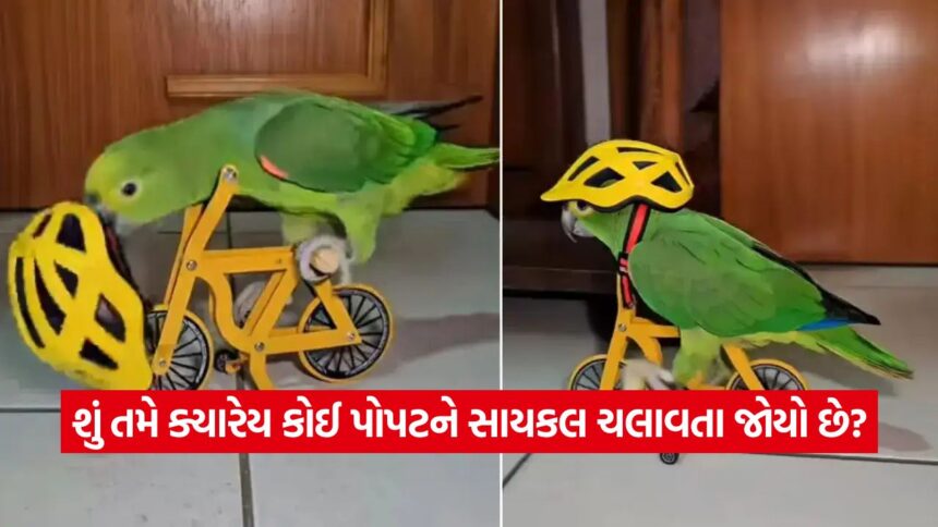 parrot