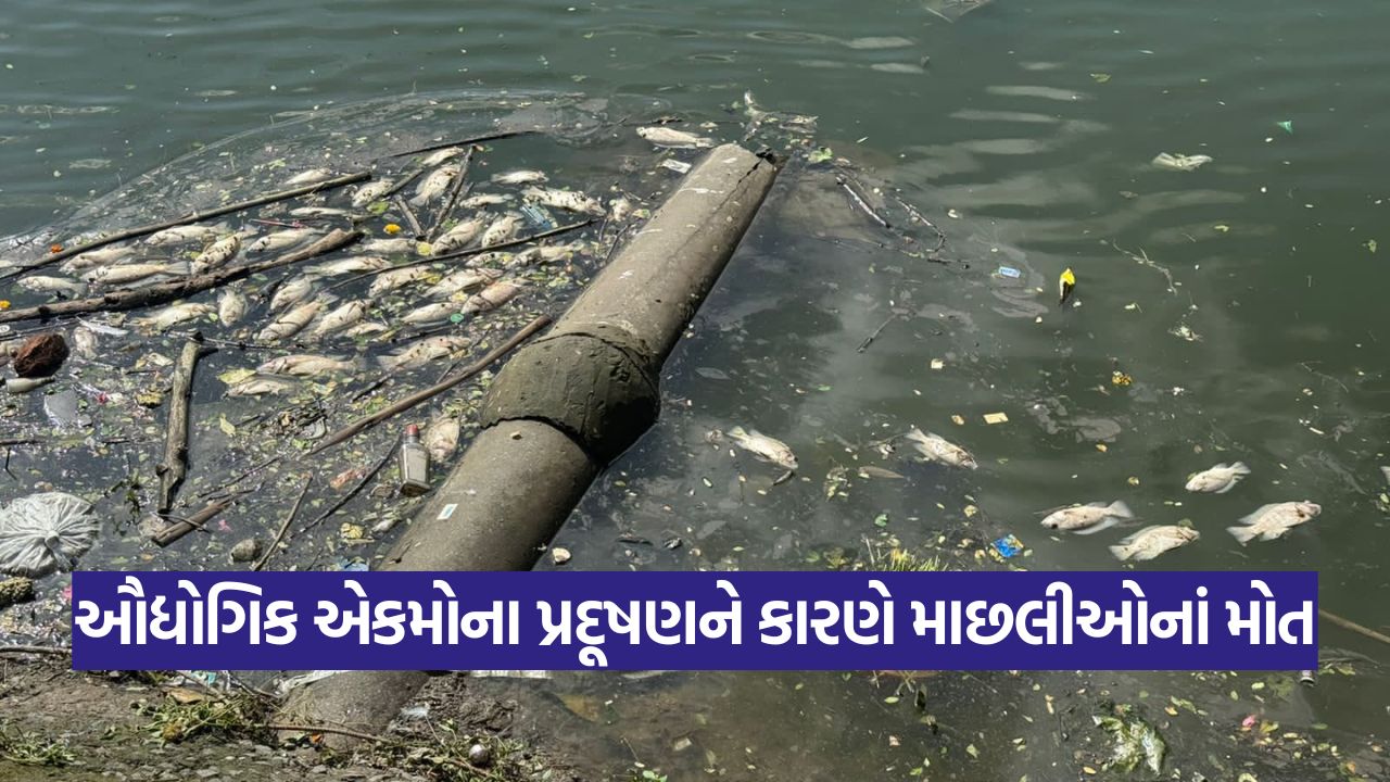 સુરત: સણિયા-હેમાદ ગામમાં ઔધોગિક એકમો દ્વારા છોડાતા કેમિકલયુક્ત પાણીના કારણે માછલીઓ મરી રહી હોવાનું ગામવાસીઓનો આરોપ 55 surat 0110
