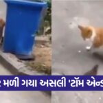 tom jerry