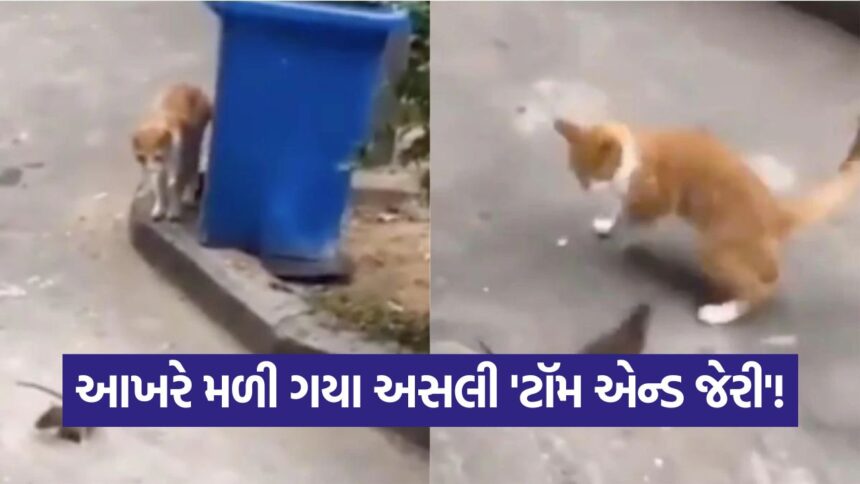 tom jerry