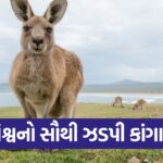 kangaru