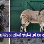 animals