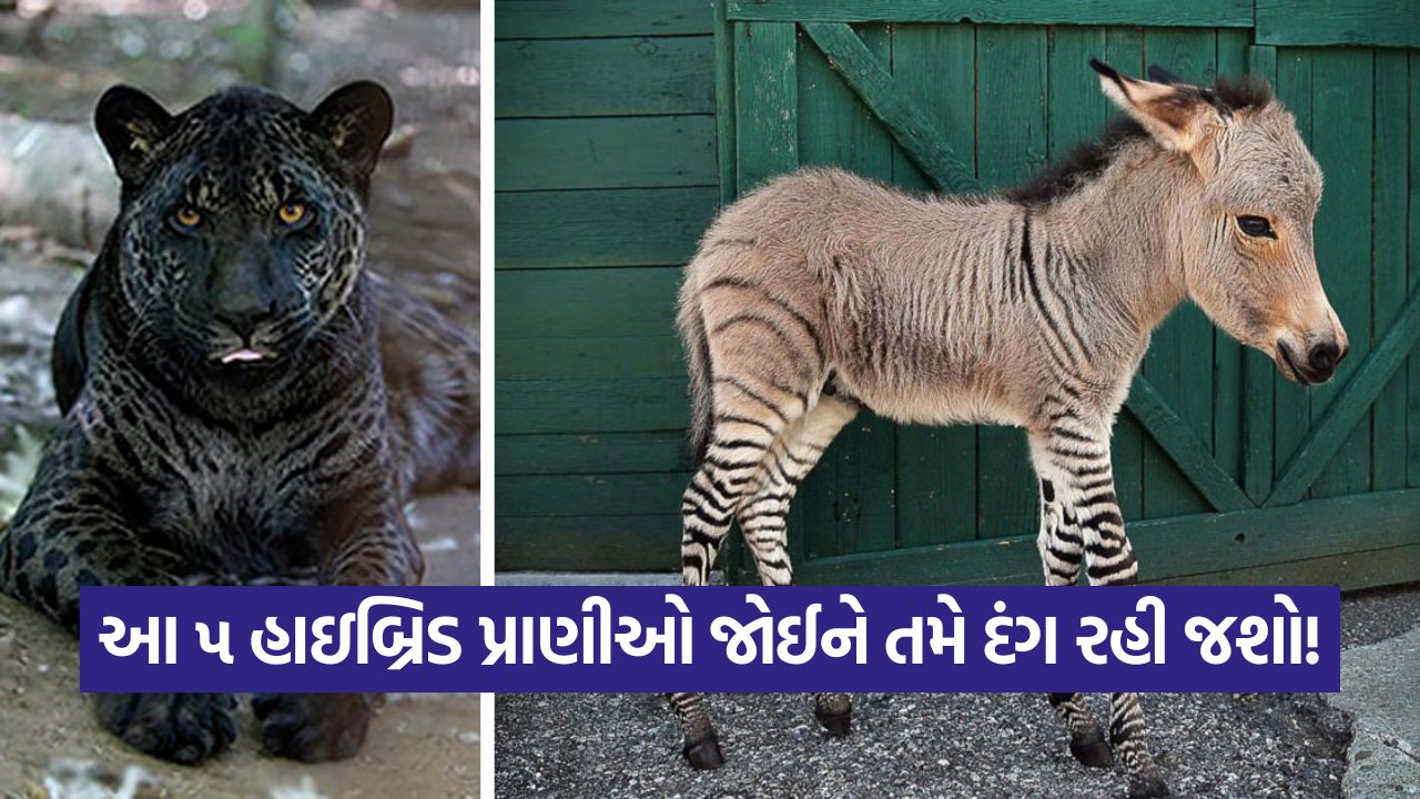 animals