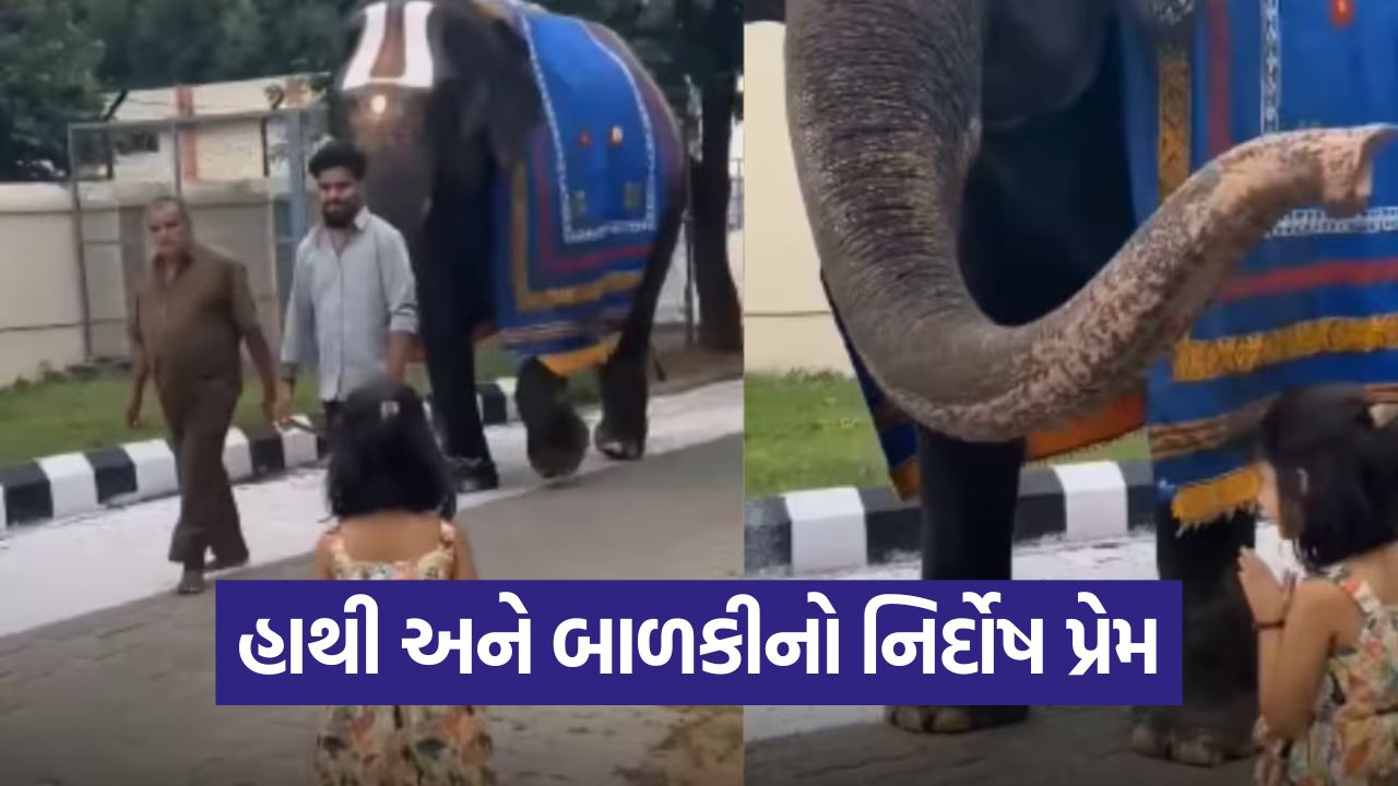 Video: દિલ જીતી લેનારો વીડિયો;બાળકીની નમ્રતાએ હાથીને પણ કરી દીધો ભાવુક! 28 video