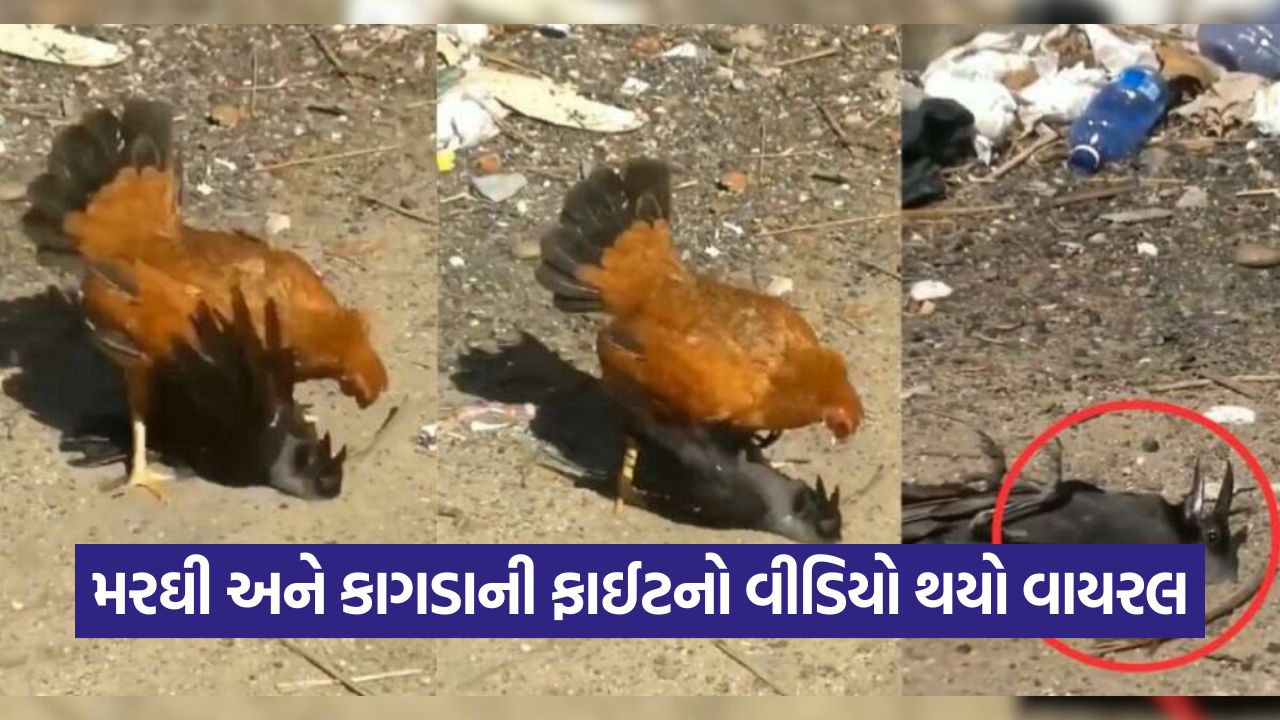 Video: માત્ર માણસો જ નહીં, પક્ષીઓ પણ કાગડાના અવાજથી કંટાળ્યા! મરઘીનો બદલો જોઈને ચોંકી જશો. 51 video
