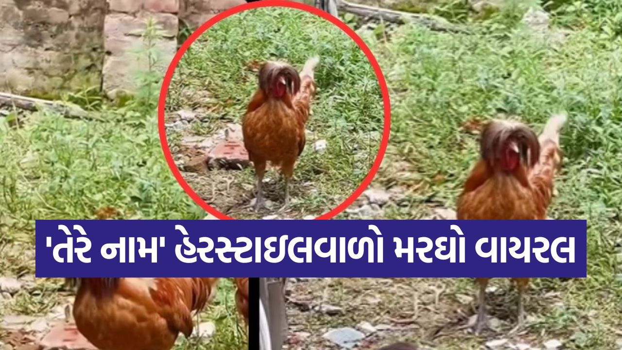 Video: ઇન્ટરનેટ સેન્સેશન બન્યો આ 'તેરે નામ હેરસ્ટાઇલવાળો' મરઘો! અનોખી હેરસ્ટાઇલ જોઈને સૌ આશ્ચર્યચકિત 39 cock