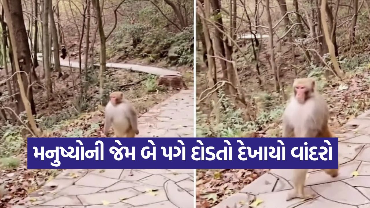 Video: મનુષ્યોની જેમ બે પગે દોડતો દેખાયો વાંદરો; વાયરલ વિડિયોએ ચોંકાવ્યા, કારણ જાણીને રહી જશો આશ્ચર્યચકિત 15 monkey