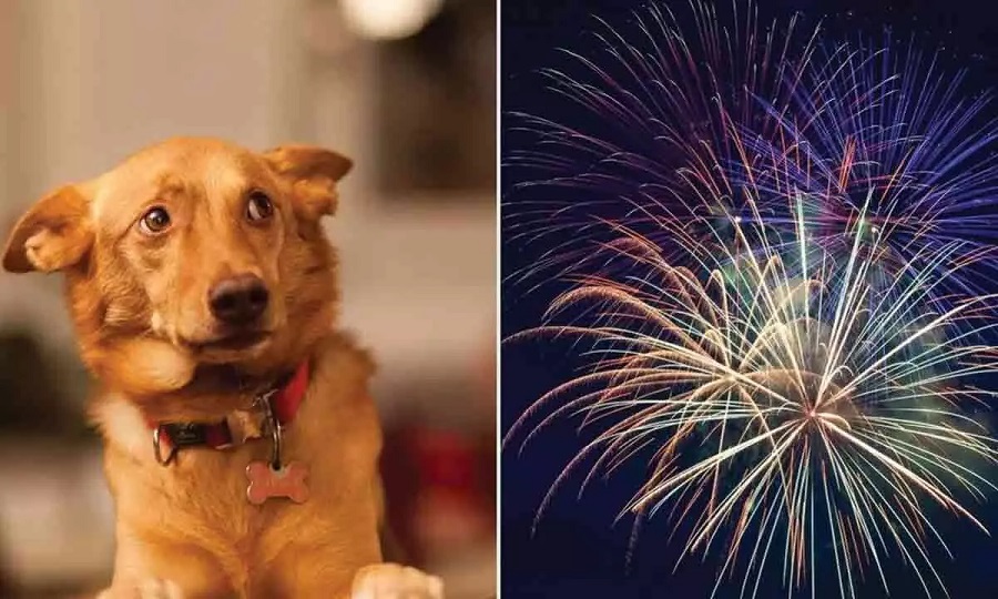 diwali3w4