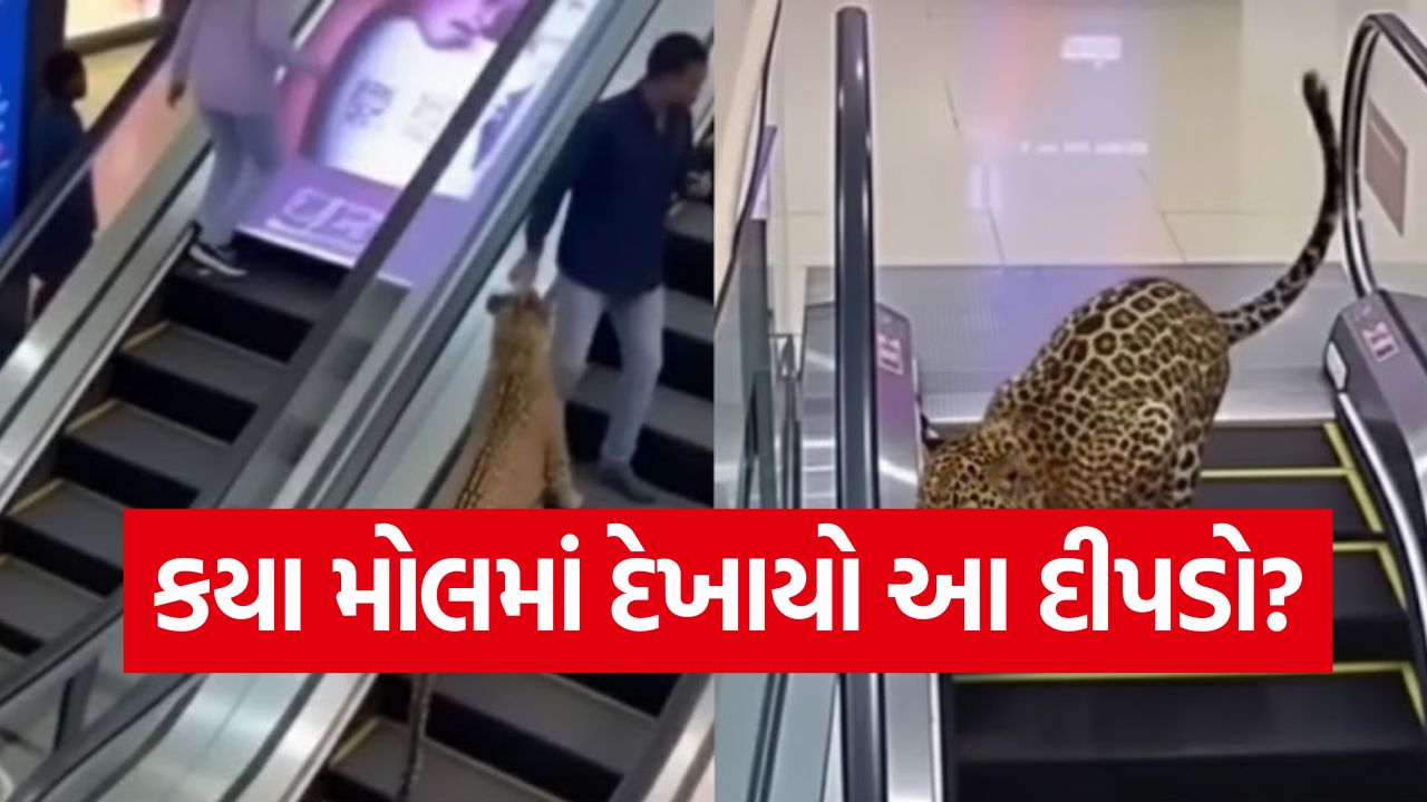 Video: મોલની અંદર દીપડો! ક્યાંનો છે આ વીડિયો? જાણો સત્ય જે તમને ચોંકાવી દેશે 13 dipdo
