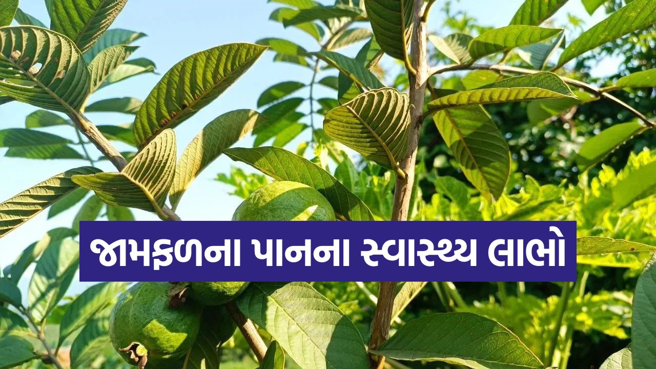 જામફળના પાન: શું આ ખરેખર ડાયાબિટીસનો રામબાણ ઇલાજ છે? જાણો નિષ્ણાતનો અભિપ્રાય 15 guva3