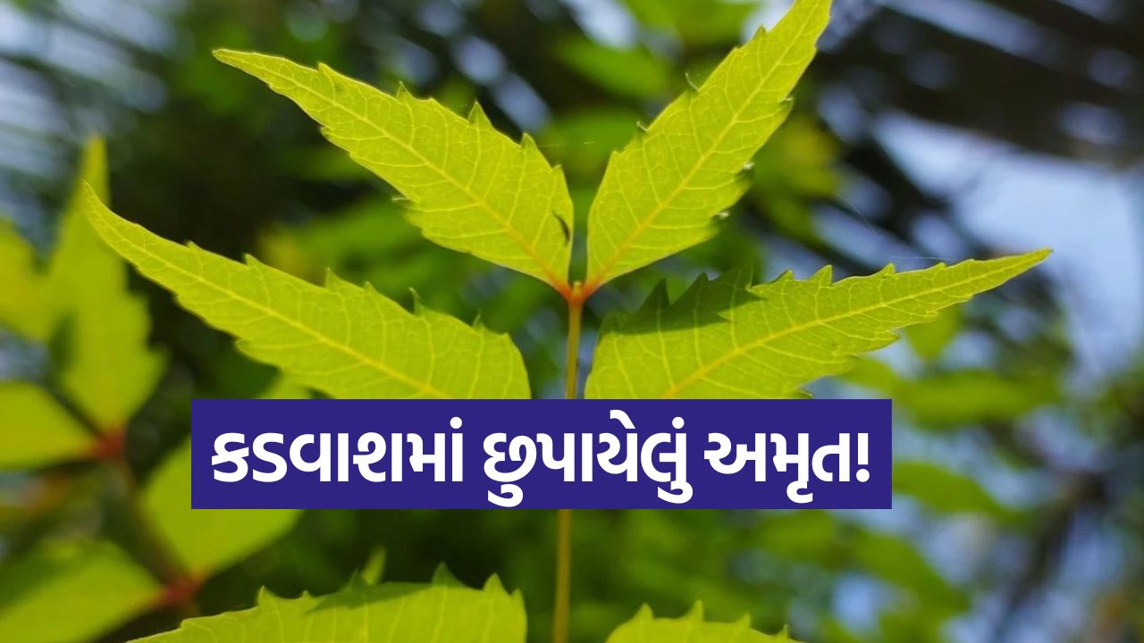સવારે ઉઠીને માત્ર 2 લીમડાના પાન ચાવો, ડૉક્ટર પાસે જવાની જરૂર નહીં પડે! જાણો અકલ્પનીય લાભ 22 neem