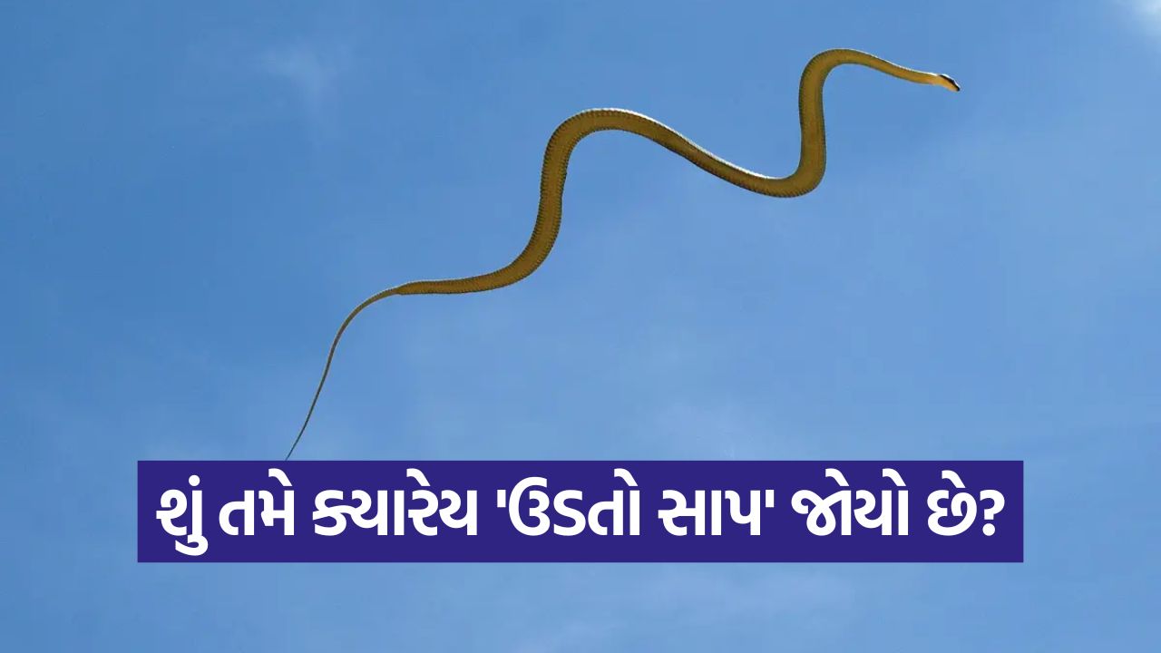 શું તમે ક્યારેય 'ઉડતો સાપ' જોયો છે? જાણો આ રહસ્યમય જીવ વિશે, કેટલી ઊંચાઈએ ભરે છે ઉડાન? 33 sap