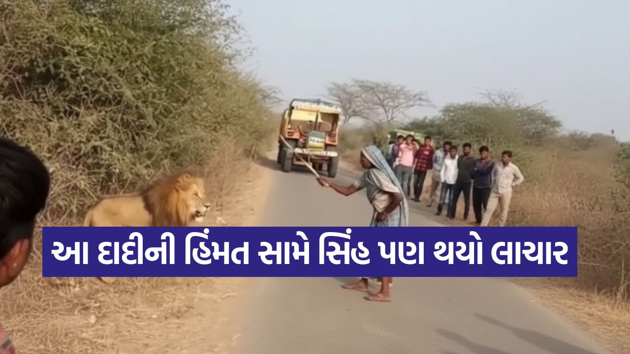 Video: આ છે ગુજરાતની સિંહણ! સિંહને ભગાડ્યો અને વીડિયો થયો વાયરલ, જુઓ આખું દૃશ્ય 25 video