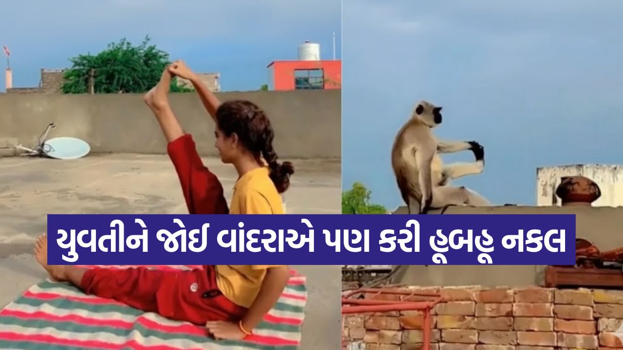 Video: વાંદરો પણ હેલ્થ કોન્શિયસ! યુવતીના યોગા જોઈ નકલ કરતો વીડિયો થયો ટ્રેન્ડિંગ 33 Video